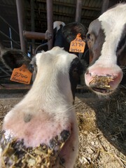 cow and calf