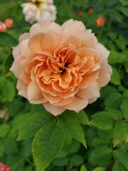 orange rose in garden