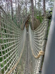 bridge in the forest