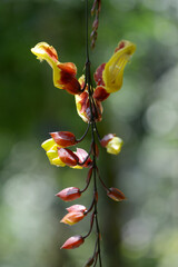 ツンベルギア・マイソレンシス