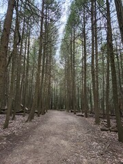 path in the ohio forest