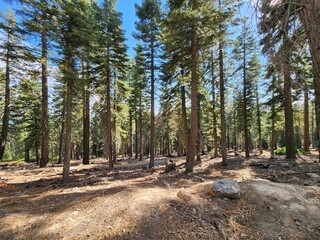 pine forest in California autumn