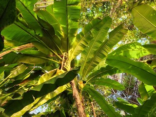 tropical tree in greenhouse