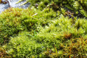 moss and rock
