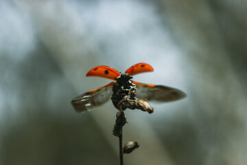 ladybug on takeoff
