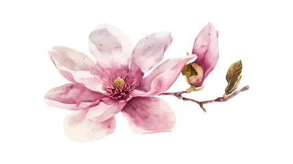Foto op Canvas Watercolor Beautiful pink magnolia flower tree branch isolated on white background with full depth of field. Magnolia illustration, spring flower branch © Chelebi