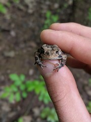 A small gray Treefrog in my fingertips