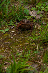 The front of a Toad looking at the camera