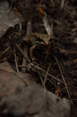 Wood Frog hiding in some leaves