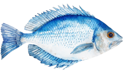 blue fish isolated on white