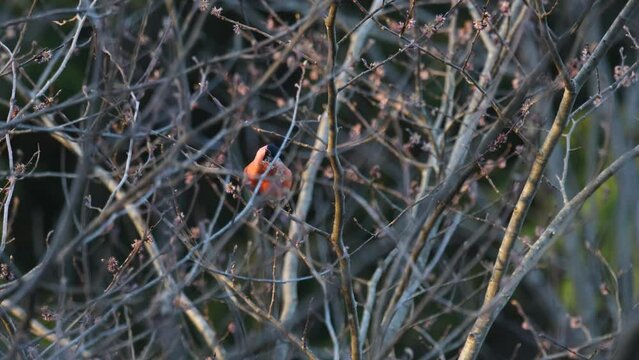 Male Bullfinch feeding on some Wych elm flowers in an Estonian boreal forest on a spring evening