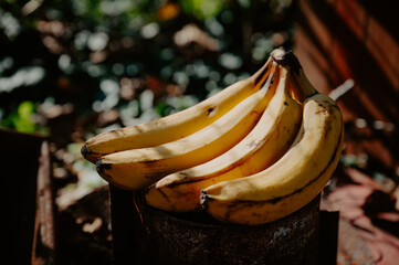 Warm daylight caresses a banana in the green african garden - 747596133