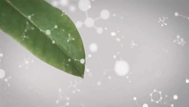 Animation of molecules floating over leaf
