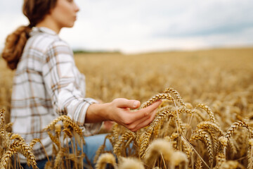 Young female farmer in her hands  in a wheat field checks the quality and growth of the crop....