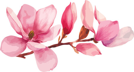 Beautiful pink spring magnolia flowers tree branch watercolor vector illustration isolated on white background with clipping path. Nature background with blossom branch - obrazy, fototapety, plakaty