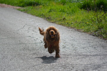 GOG PER COCKER SPANIEL RUN  HAPPY DOG 