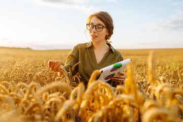 Young woman in a golden wheat field with a clipboard checks the growth and quality of the crop. Growth dynamics. Agriculture or gardening concept.