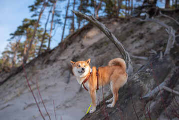 A red shiba inu dog is standing on the fallen tree on the Baltic sea beach in Bernati, Latvia in the end of winter