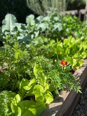 edible herb vegetable garden in raised bed with broccoli, spinach, lettuce, greens, carrots, collards, greens, marigold flowers in spring time ready to harvest