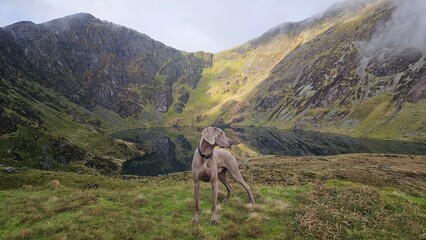 Weimaraner and hiker in the mountain range of Cadair Idris in Eryri National Park, Wales