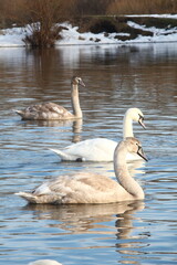 swan and cygnets