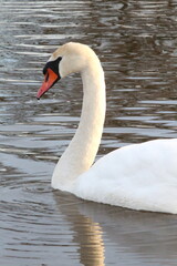 Fototapeta premium swan on the lake
