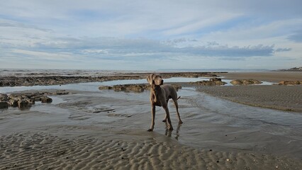 Weimaraner Dog posing on the beach in Bexhill, East Sussex