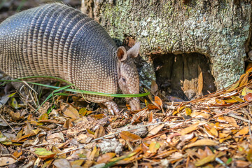 Armadillo  Beside a Tree in the Woods in Central Florida in  Nature Preserve Partial body
