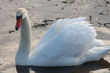 swans on the lake