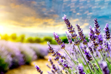 Naklejka premium Lavendel Feld im Sonnenuntergang 