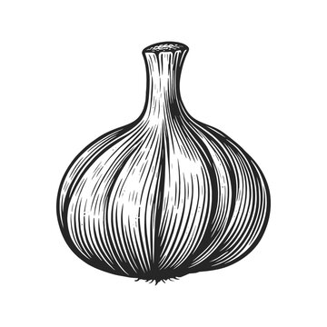 garlic plant food sketch engraving generative ai vector illustration. Scratch board imitation. Black and white image.