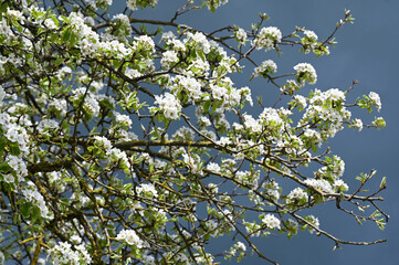 Pear blossoms with dark sky