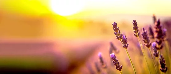 Fototapeten Lavendel Feld im Sonnenuntergang  © Sina Ettmer