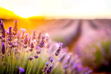 Deurstickers Lavendel Feld im Sonnenuntergang  © Sina Ettmer