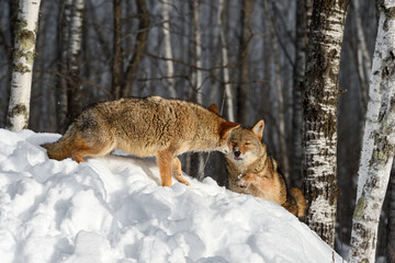 Coyote (Canis latrans) Touches Face of Packmate in Forest Winter - 747608155