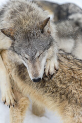 Grey Wolf (Canis lupus) Draped Over Back of Packmate Eyes Closed Winter - 747608169