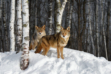 Coyotes (Canis latrans) Look Out From Edge of Birch Forest Winter