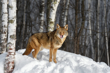 Coyote (Canis latrans) Licks Nose While Looking Out From Edge of Birch Forest Winter