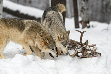 Grey Wolves (Canis lupus) Examine Head of White-Tail Deer Winter