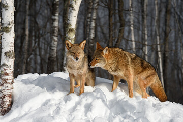 Coyotes (Canis latrans) Come Together in Birch Trees Winter - 747608330