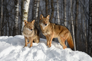 Coyotes (Canis latrans) Look Out From Birch Forest Winter