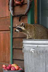 Raccoon (Procyon lotor) Leans Left Out of Garbage Can Over Apples