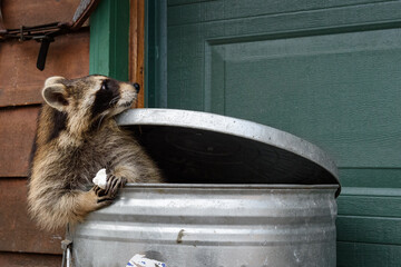 Raccoon (Procyon lotor) Holding Marshmallow in Garbage Can Looks Back