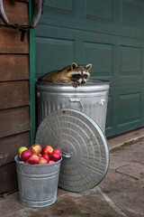 Raccoon (Procyon lotor) Paw on Edge of Garbage Can Looks Out