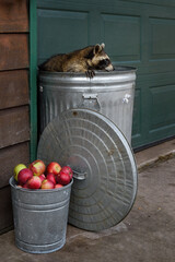 Raccoon (Procyon lotor) Paw on Edge of Garbage Can Looks Right