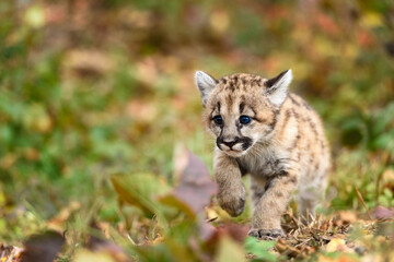 Cougar Kitten (Puma concolor) Paw Up Stepping Forward Autumn - 747608770