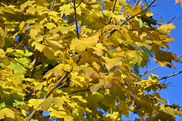 Autumn leaves of a maple tree