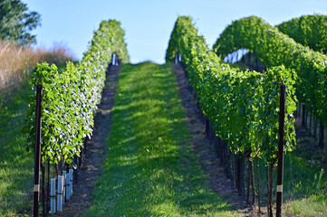 Fototapeta na wymiar Vines in Prottes in Lower Austria