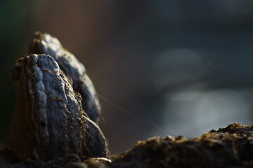 close up of a rock