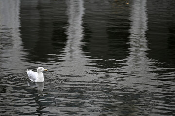 Seagull on the Kleine Alster